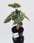 Alocasia Pink Dragon 'Variegata'