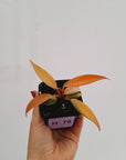 Philodendron 'Orange Princess'