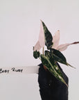 Alocasia Amazonica bambino Variegata - Bare Bottom Baby