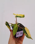 Philodendron billietiae Variegata