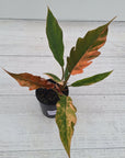Philodendron serratum Caramel Marble