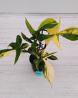 Philodendron pedatum 'Florida Beauty'