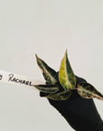 Alocasia Amazonica bambino Variegata - Bare Bottom Baby