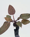Philodendron 'Orange Princess' - FLASH SALE