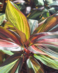 Cordyline fruticosa Willy's Gold