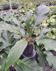 Anthurium plowmanii Wave of Love