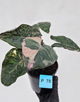 Alocasia macrorrhizos 'plumbea Variegata'