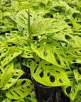 Monstera friedrichsthalii 'Monkey Mask'
