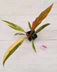 Philodendron serratum 'Caramel Marble' -flash sale