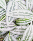 Schismatoglottis ‘Silver indukan’ Bare Bottom Baby - SALE