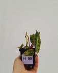 Philodendron billietiae Variegata
