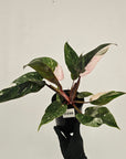 Philodendron 'Pink Princess Galaxy Marble' Sport