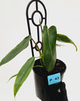 Philodendron spiritus-sancti