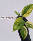 Homalomena rubescens Variegata - Bare Bottom Baby