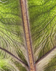 Alocasia tandurusa 'Jacklyn' perfectly imperfect