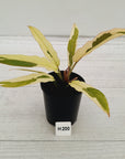 Philodendron serratum Caramel Marble Albo
