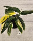 Monstera standleyana 'Cobra' - SALE