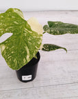 Monstera deliciosa Thai Constellation Sports