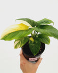 Homalomena rubescens Variegata