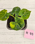 Alocasia Meclizine Aurea Variegata - Bare Bottom Baby