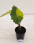 Alocasia Portora Variegata - SALE