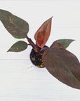 Philodendron 'Orange Princess' - FLASH SALE