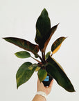 Philodendron 'Rojo Congo Variegated'