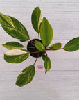 Homalomena Tropical Green Variegata -sale