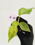 Philodendron giganteum Blizzard - SALE