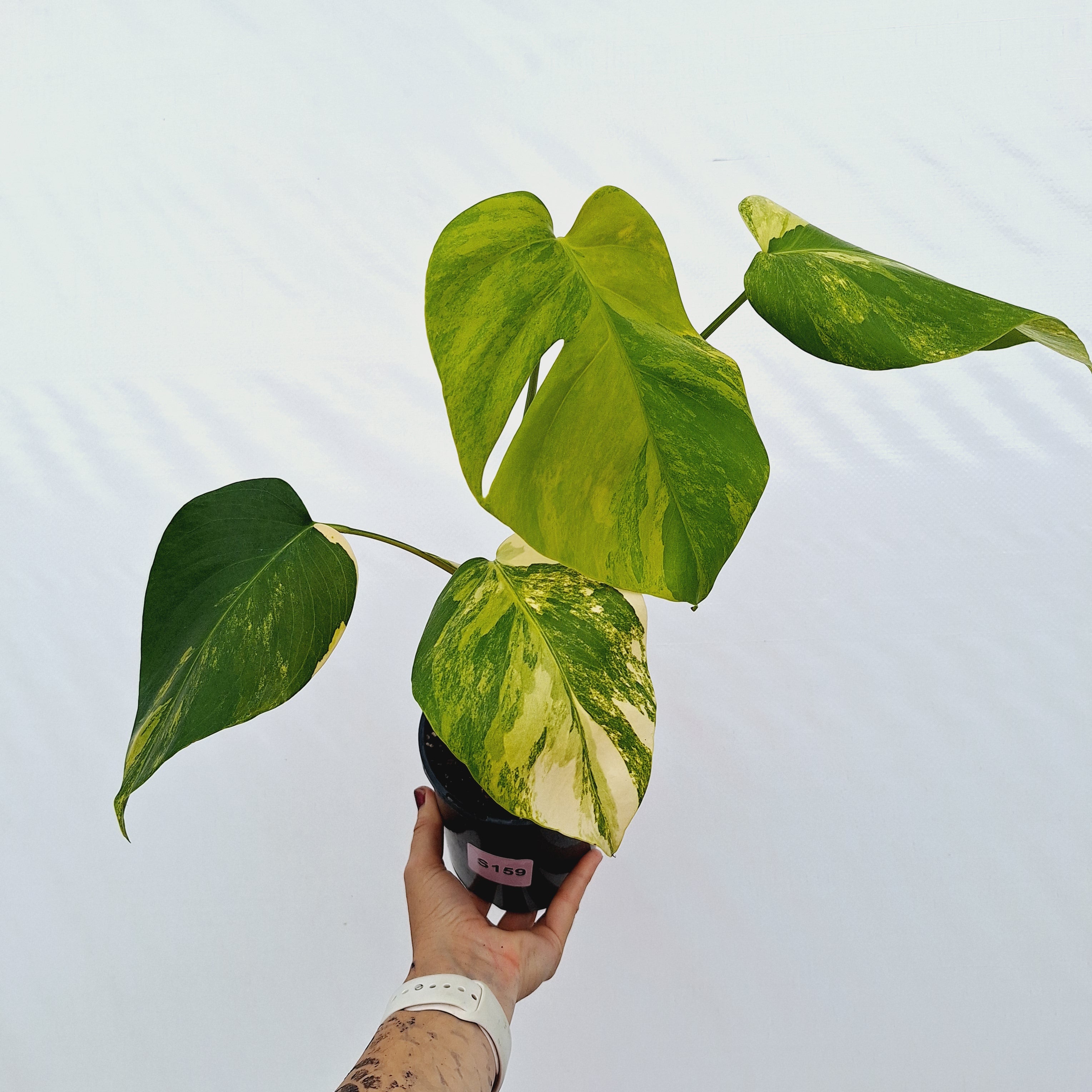 Monstera borsigiana Aurea