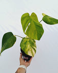 Monstera borsigiana Aurea