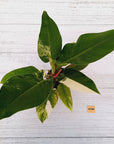 Philodendron imperial green variegata