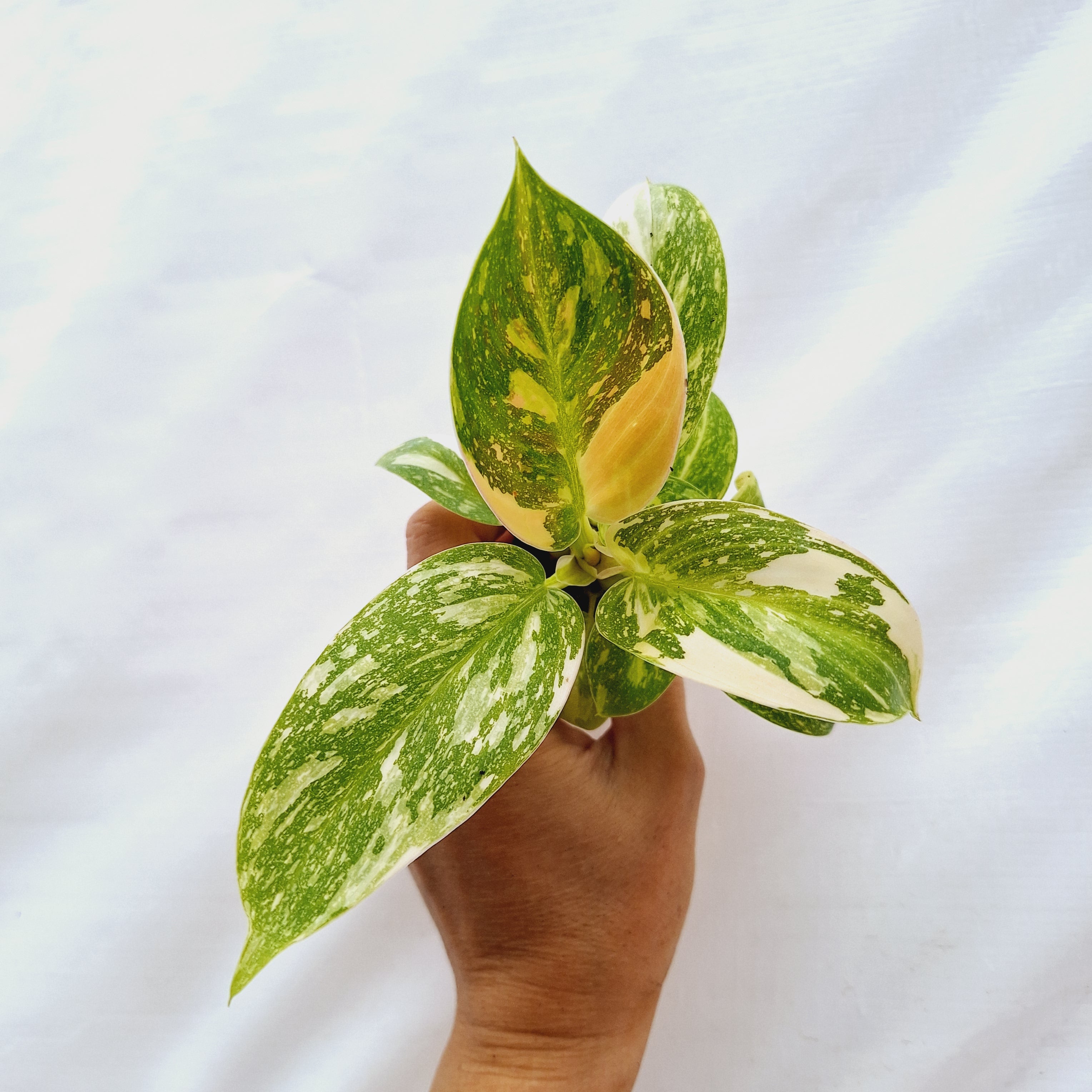 Philodendron green Congo variegata (Nuclear) -Bare Bottom Baby