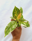 Philodendron green Congo variegata (Nuclear) -Bare Bottom Baby