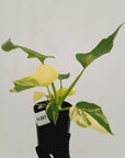 Philodendron warscewiczii Gold Variegata