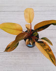 Philodendron 'Rojo Congo Variegated'