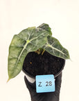 Alocasia Polly Variegata
