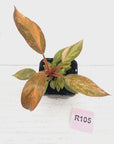 Philodendron 'Orange Princess' 70mm