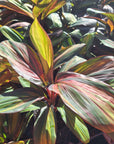 Cordyline fruticosa Willy's Gold