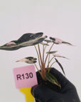 Alocasia Amazonica bambino Variegata - Bare Bottom Baby