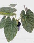 Alocasia ‘wentii’ Variegated