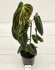 Philodendron melanochrysum Variegata