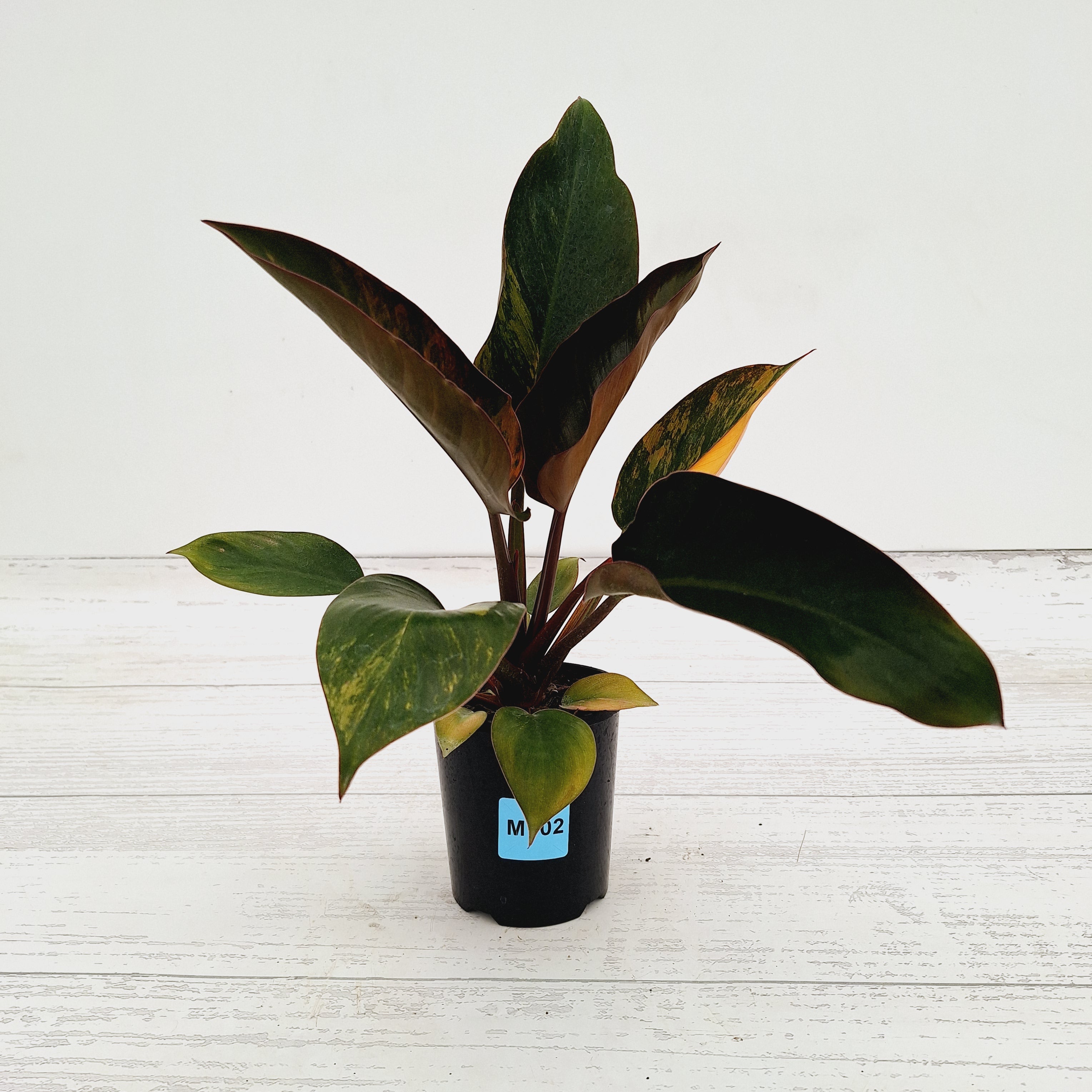Philodendron 'Rojo Congo Variegated'