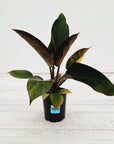 Philodendron 'Rojo Congo Variegated'