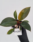 Philodendron 'Rojo Congo Variegated' - SALE