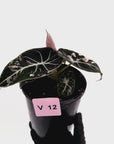 Alocasia reginula 'Black Velvet variegata'