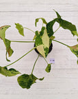 Syngonium podophyllum Confetti Tricolour
