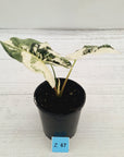 Alocasia ‘Simpo Albo’ Variegata - SALE