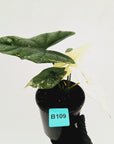 Alocasia ‘Simpo Albo’ Variegata - SALE