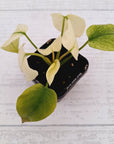 Homalomena rubescens Variegata